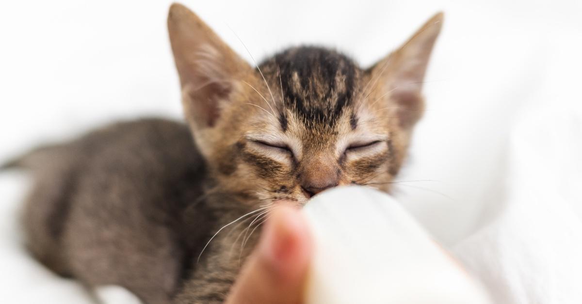 Are kittens supposed outlet to drink milk