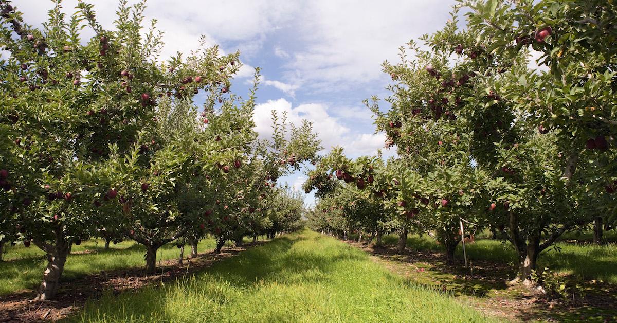 Orchards Heat Wave