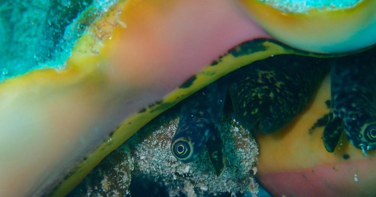 Shellfish in queen conch shell in the Cayman islands. 