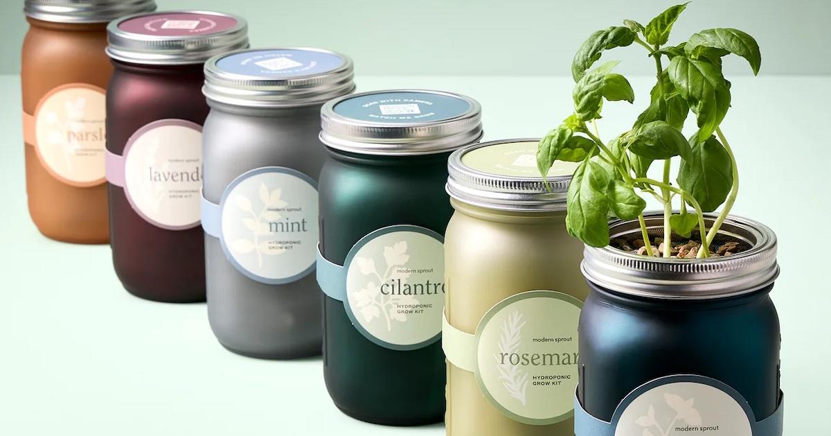 Six colorful mason jars labeled with different herbs; and basil growing out of one jar