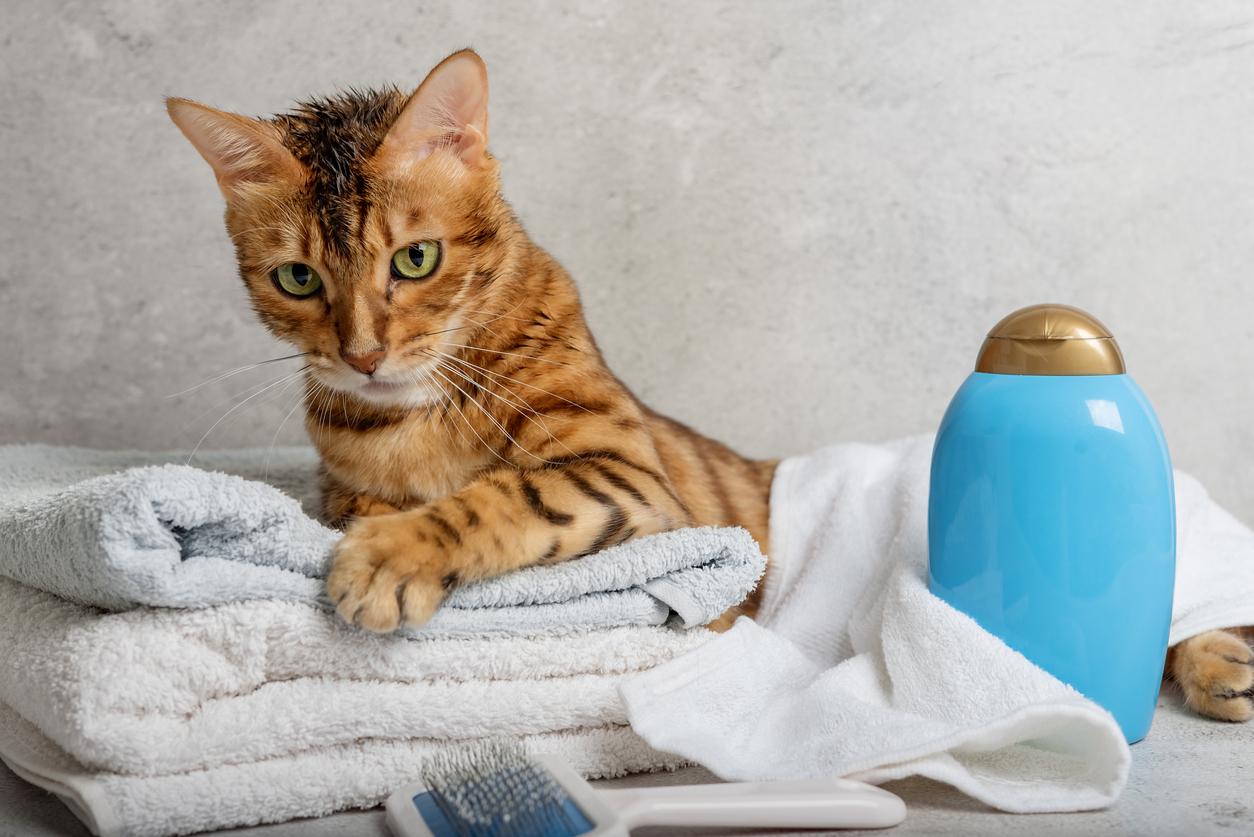 A cat laying on folded towels next to a blue bottle. 