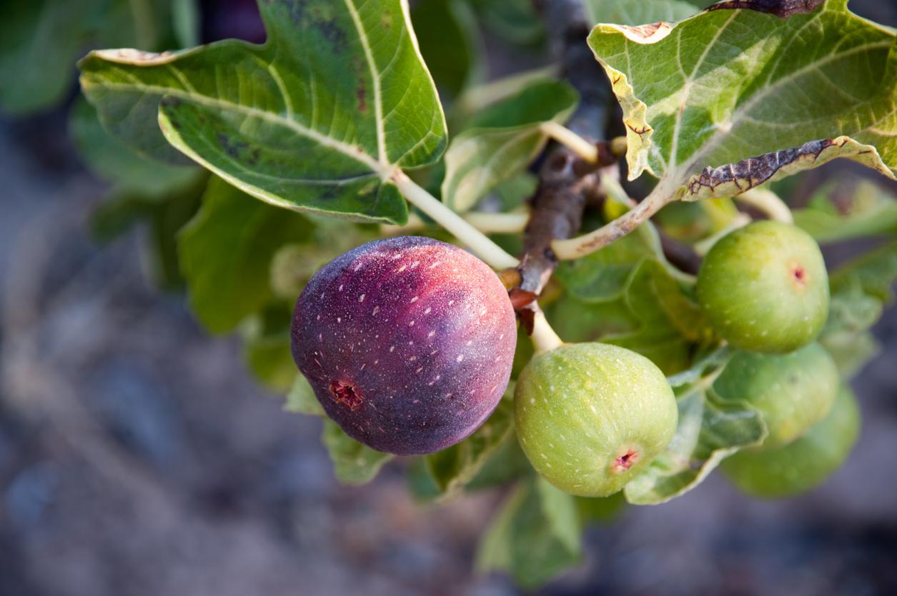 Fig tree.