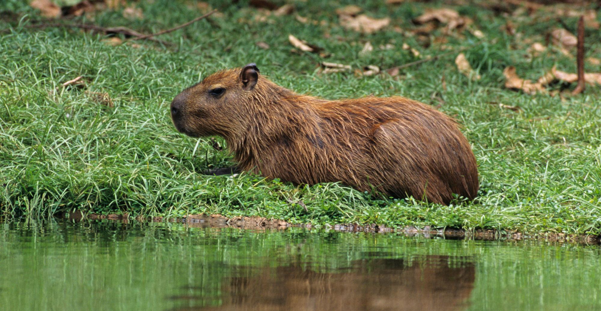 Capivara (capybara)  Capybara, Endangered animals facts, Worlds cutest  animals