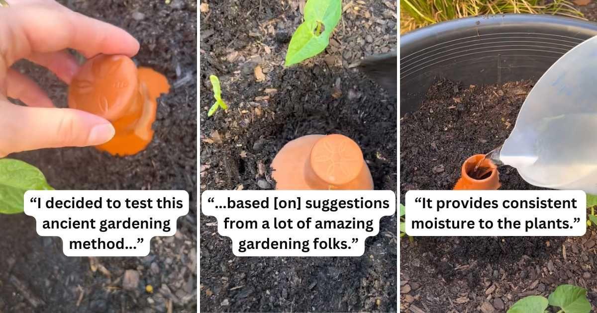 Woman explains an ancient gardening technique she used to water her plants (Cover Image Source: TikTok | @kia_urbangardener)