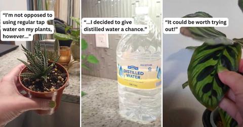A woman is watering a houseplant with a can of distilled water. (Cover Image Source: TikTok | @plantsofk93)