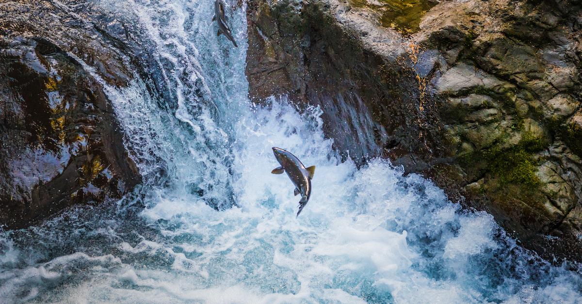 coho salmon