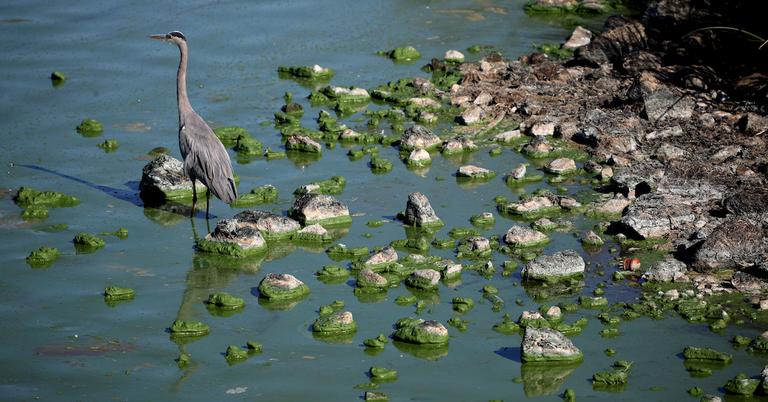 blue-green-algae-symptoms-if-you-happen-to-come-into-contact-with-it