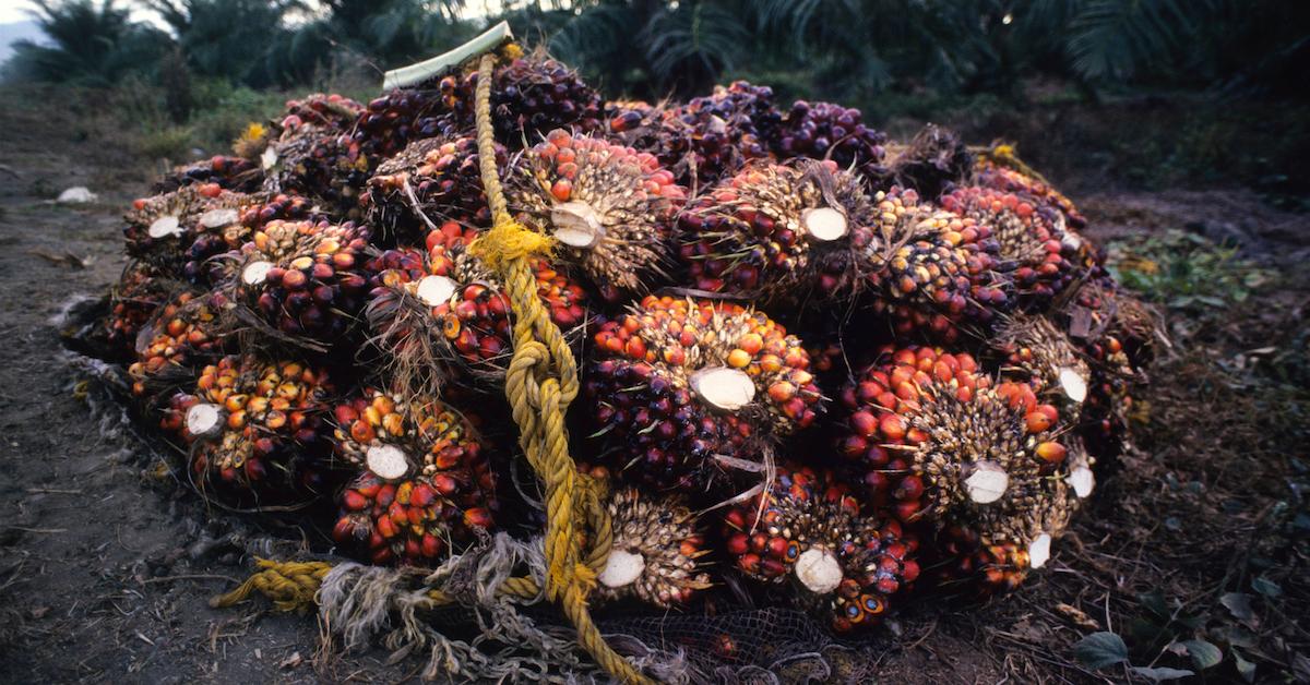 10' Powerful Reasons Why Palm Oil is Bad for the Environment