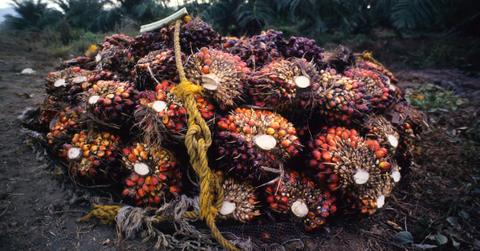 palm oil