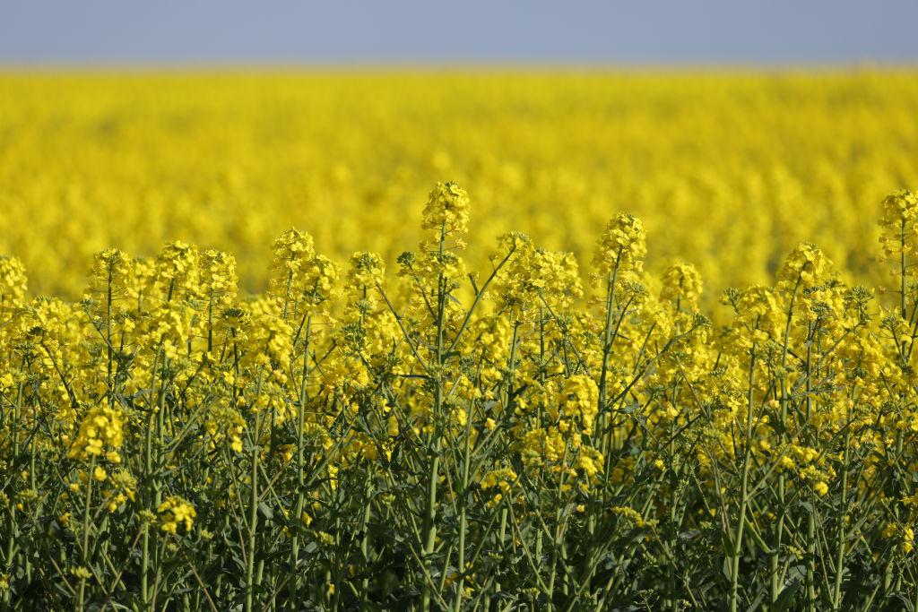 canola plant field near berlin