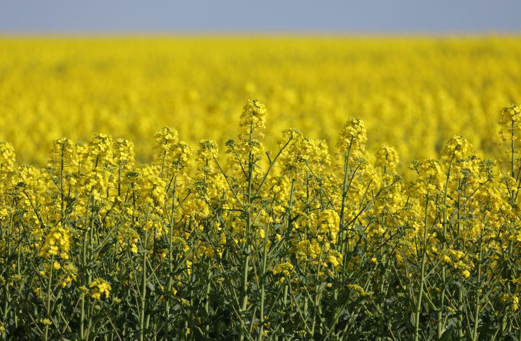 Why Is Canola Oil Reportedly Banned in Europe?