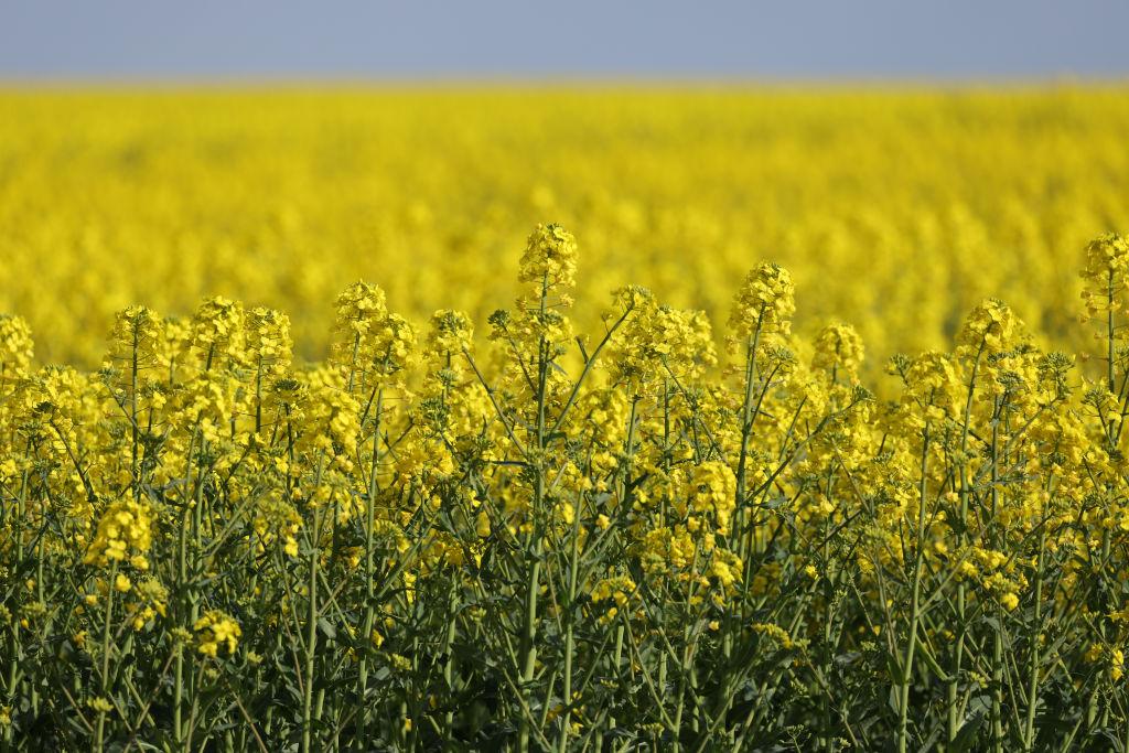 Why Is Canola Oil Reportedly Banned in Europe?