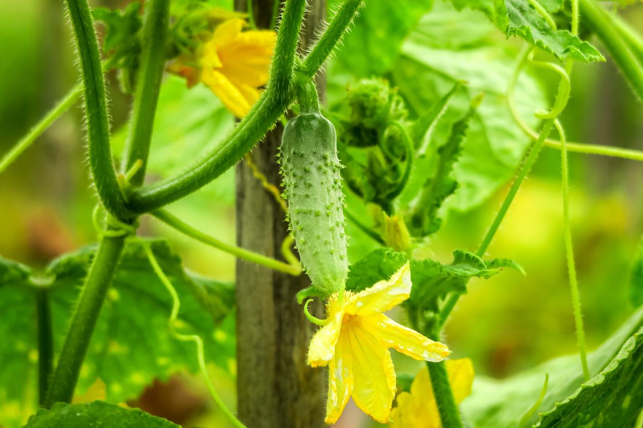 Small cucumber growing on vine in garden