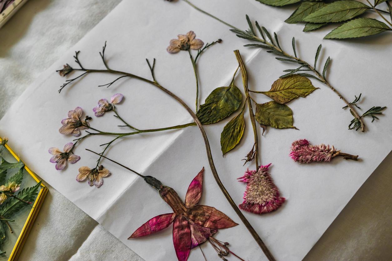 An array of pressed flowers on a piece of white paper