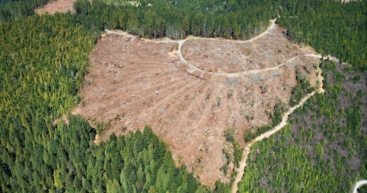 difference between deforestation and logging