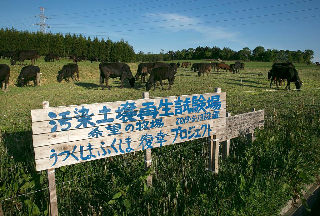 Cattle grazing next to exclusion zone