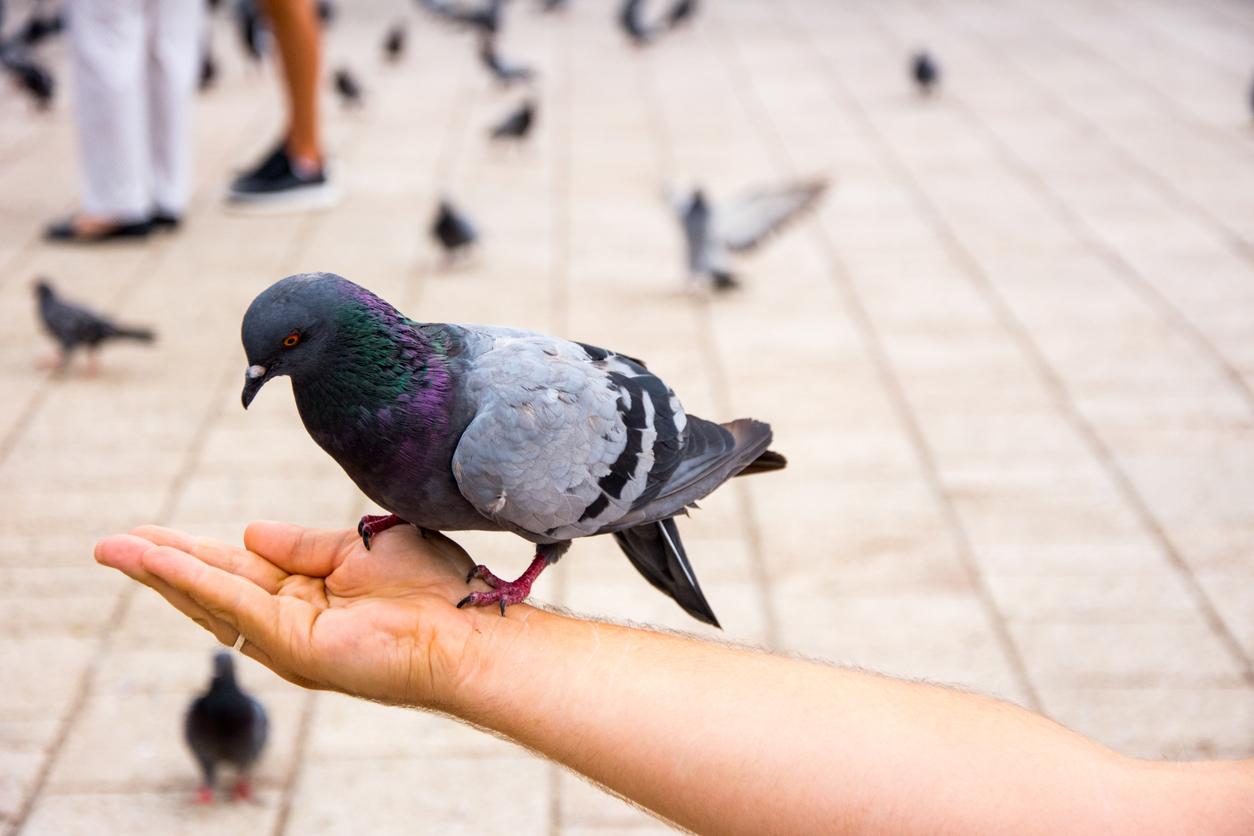 A pigeon sits atop a man's outstretched hands while other birds flock about nearby.