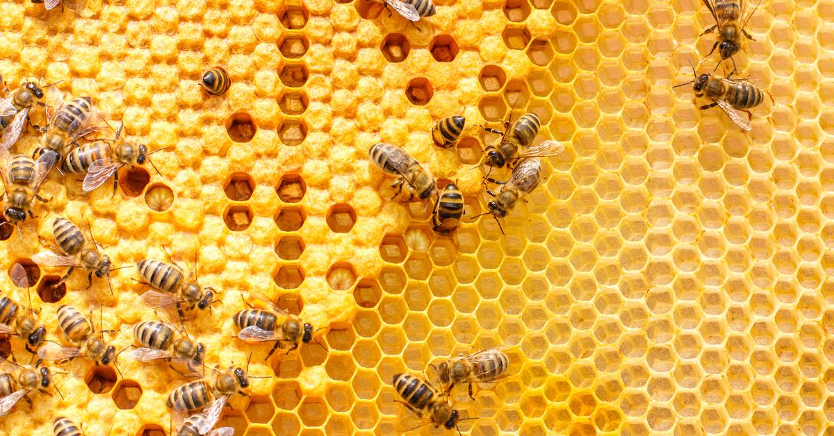 Do Vegans Eat Honey Here S Everything You Need To Know About Honey