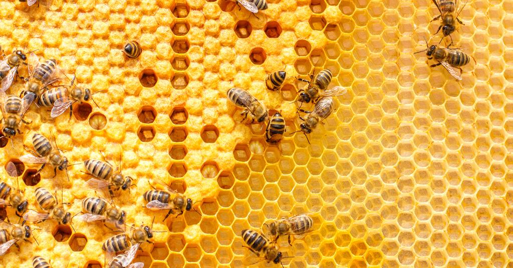 Do Vegans Eat Honey? Here's Everything You Need to Know About Honey