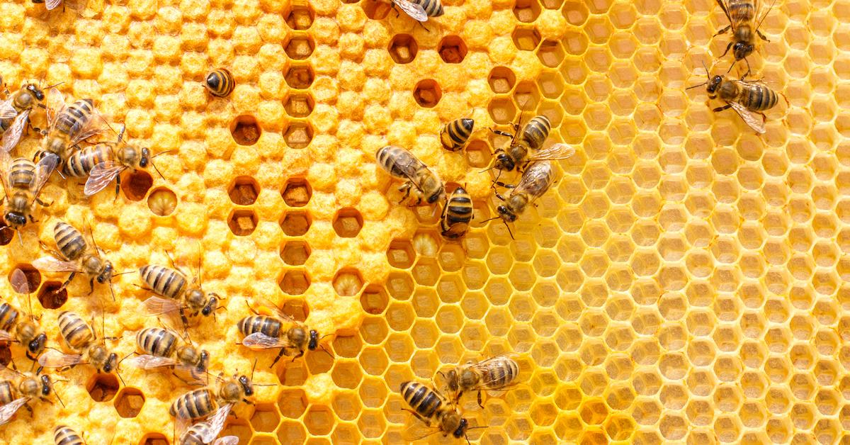 Do Vegans Eat Honey? Here's Everything You Need to Know About Honey