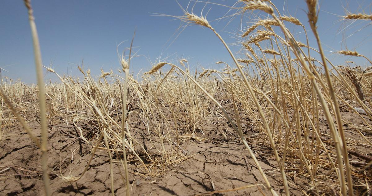 Parched grasses