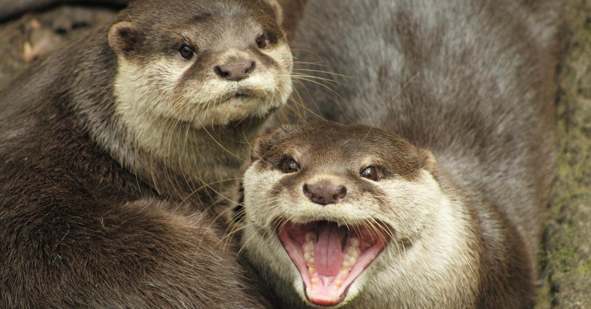 Two otters. 