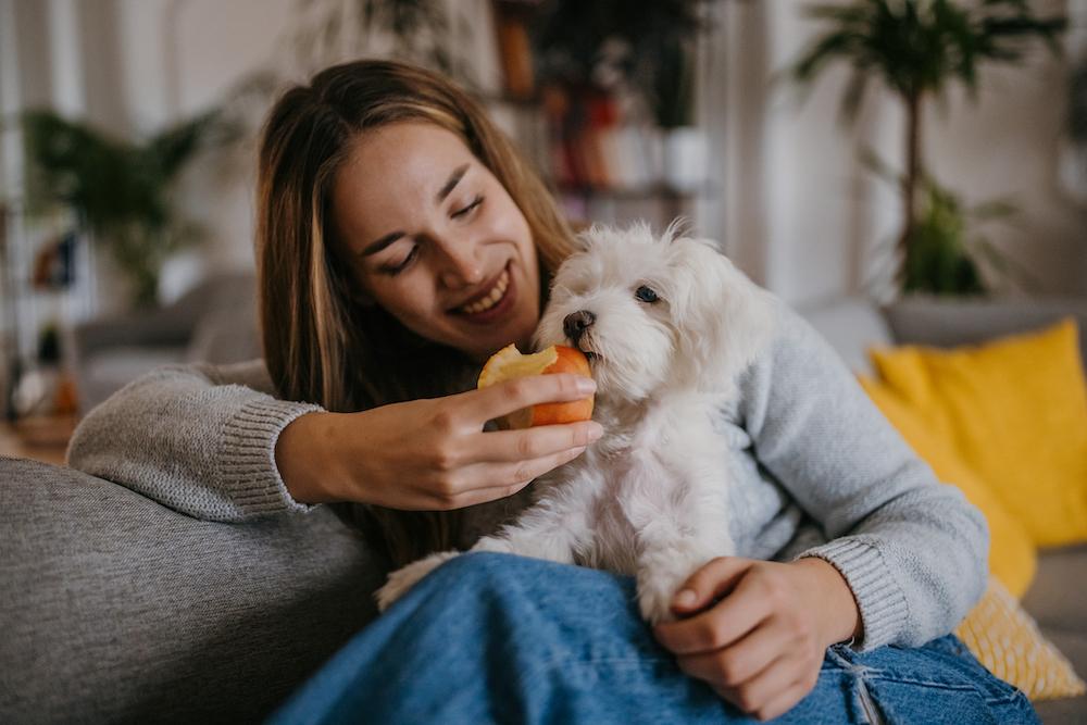 A woman sitting on a couch feeding her dog an apple. 