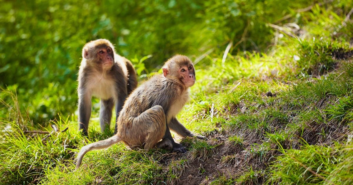 Two Rhesus macaque sitting on the grassy ground. 