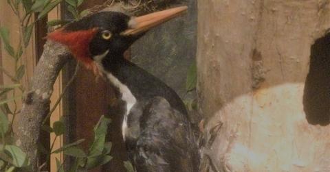 Woodpecker Endangered