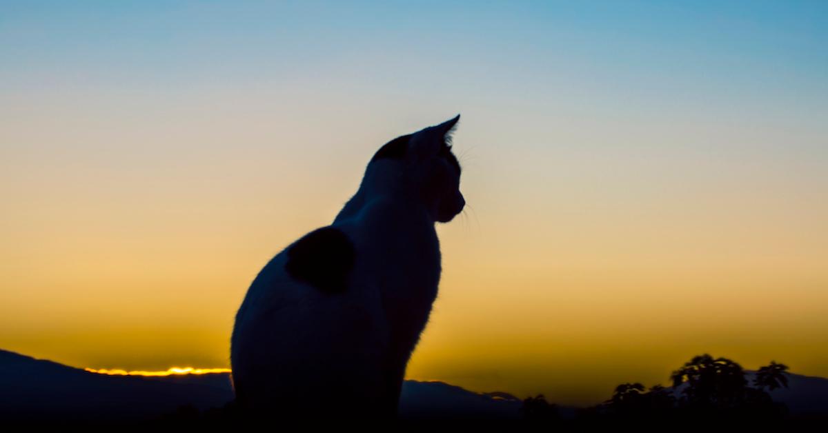 Spray to keep stray cats outlet away