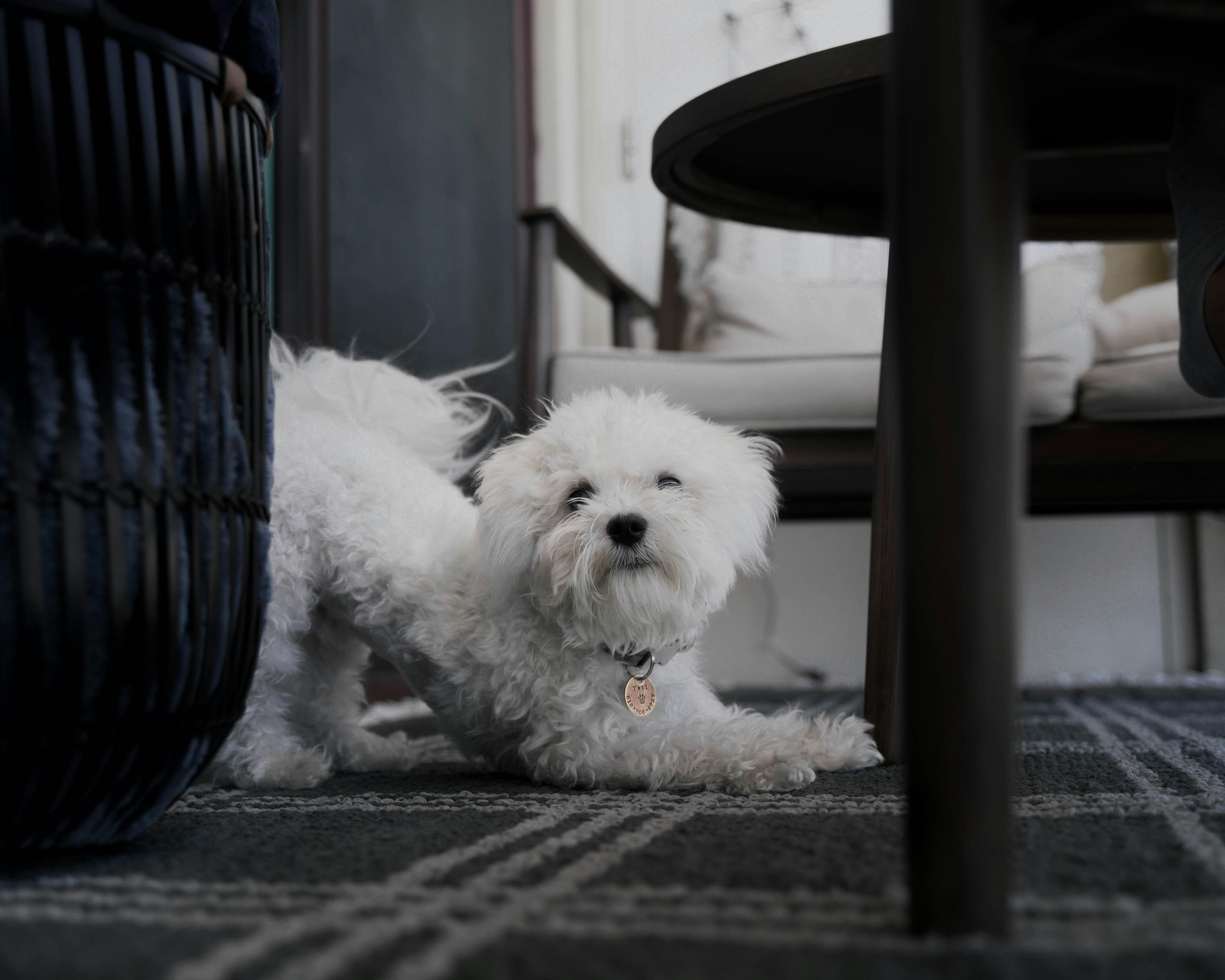 A smiling white dog stretches on the floor of a living room upon seeing her human parents.