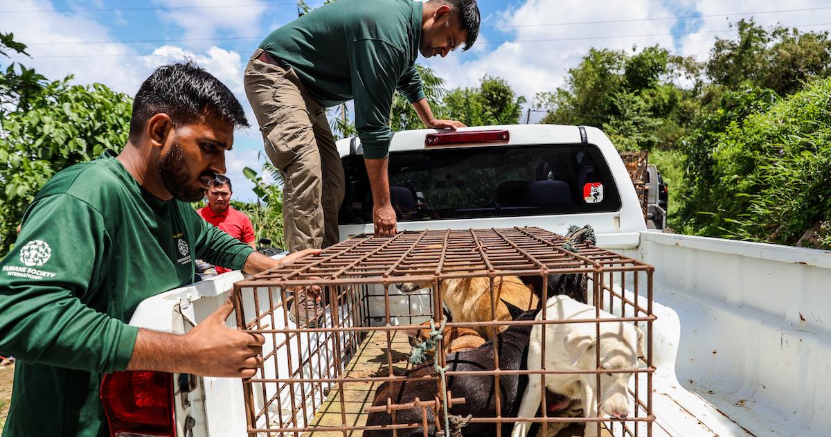 Two men load dogs in crates into a pickup truck