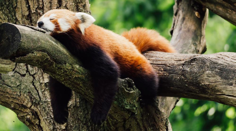 Are Red Pandas Dangerous? A Look at Their Behavior