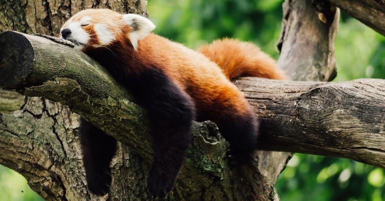 Are Red Pandas Dangerous? A Look at Their Behavior