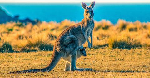 A mother kangaroo carries a joey in her pouch