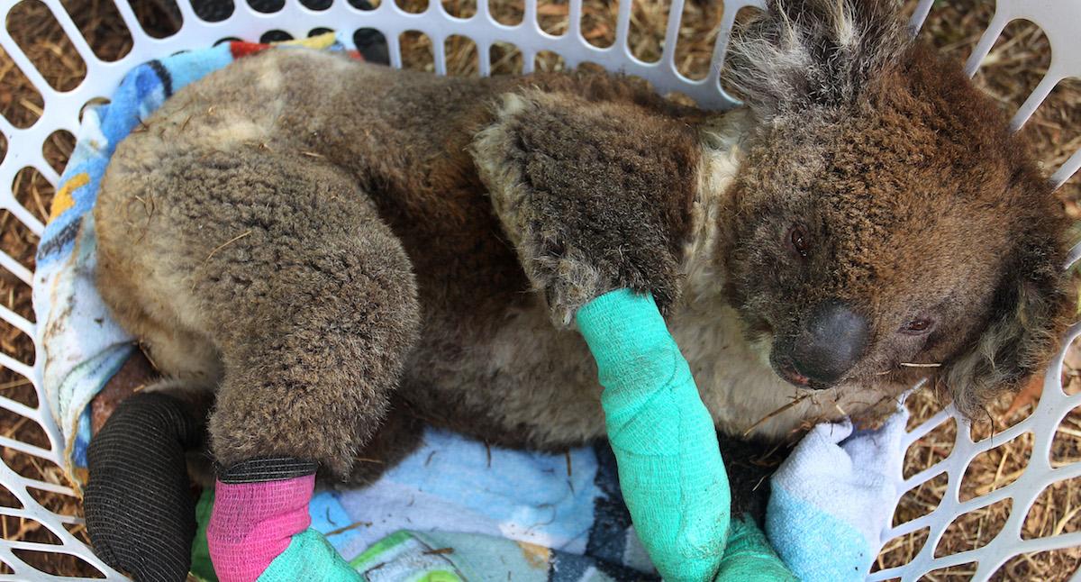 Injured koala during Australian bushfires