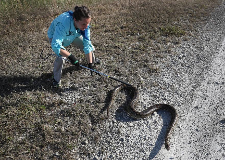 Woman hunting a python