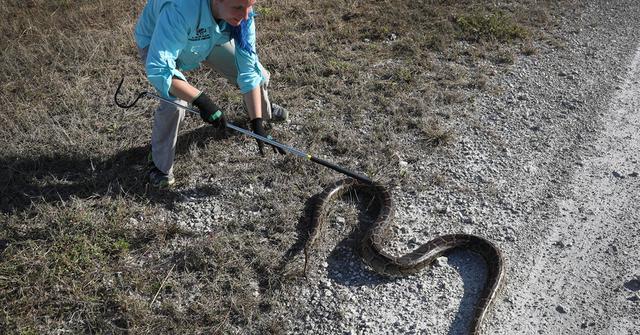 Burmese Python Are an Invasive Species in Florida