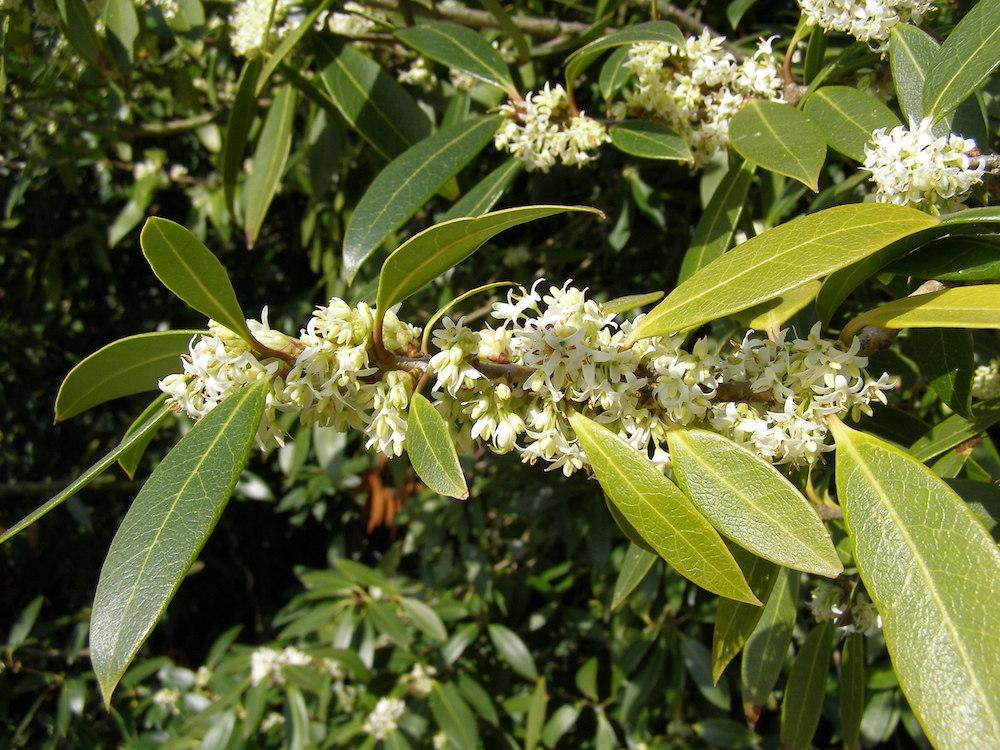 White Osmanthus in a sea of green.