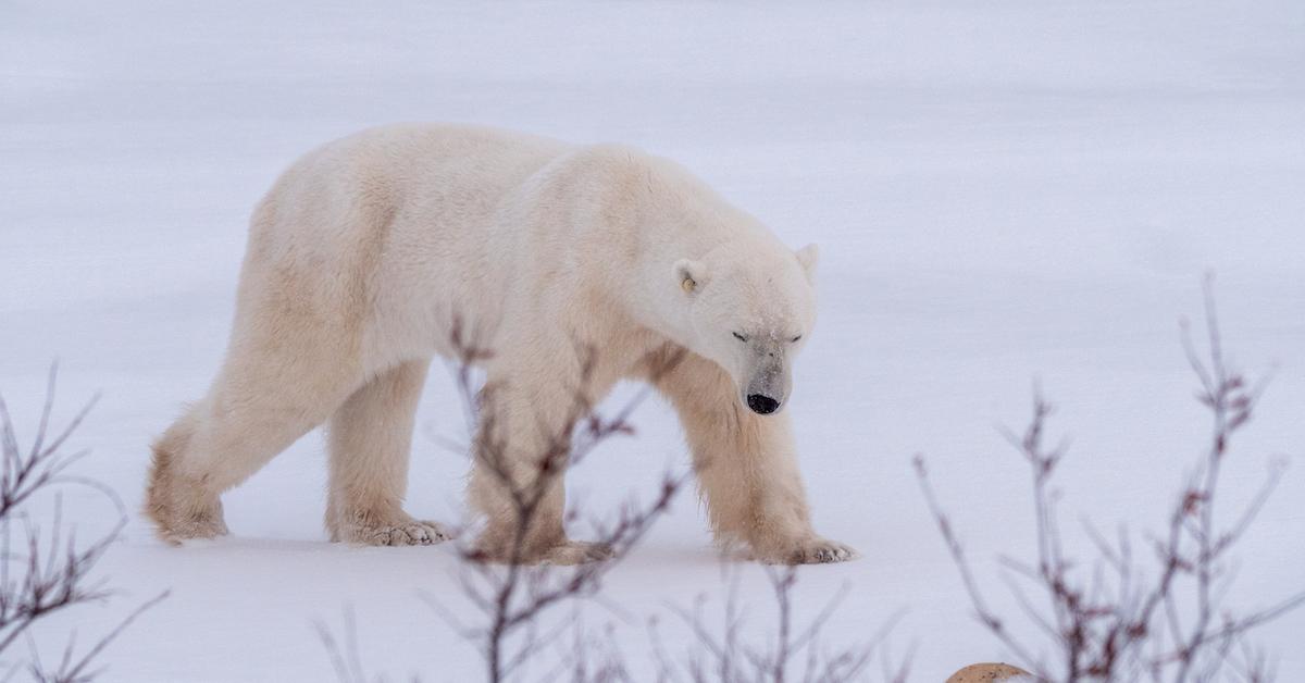 A polar bear walks in the snow