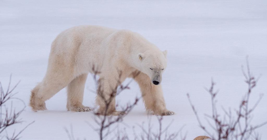 Polar Bear Week Where to Donate, How to Watch Migration Live Stream