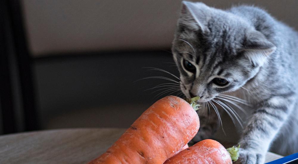 A gray cat eating a carrot.