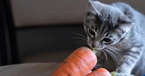 A gray cat eating a carrot.