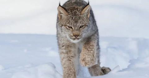 Trail cameras captured footage of two elusive bobcats bounding down a forest path in Voyageurs National Park (Cover Image Source: Instagram | @voyageursconservancy)