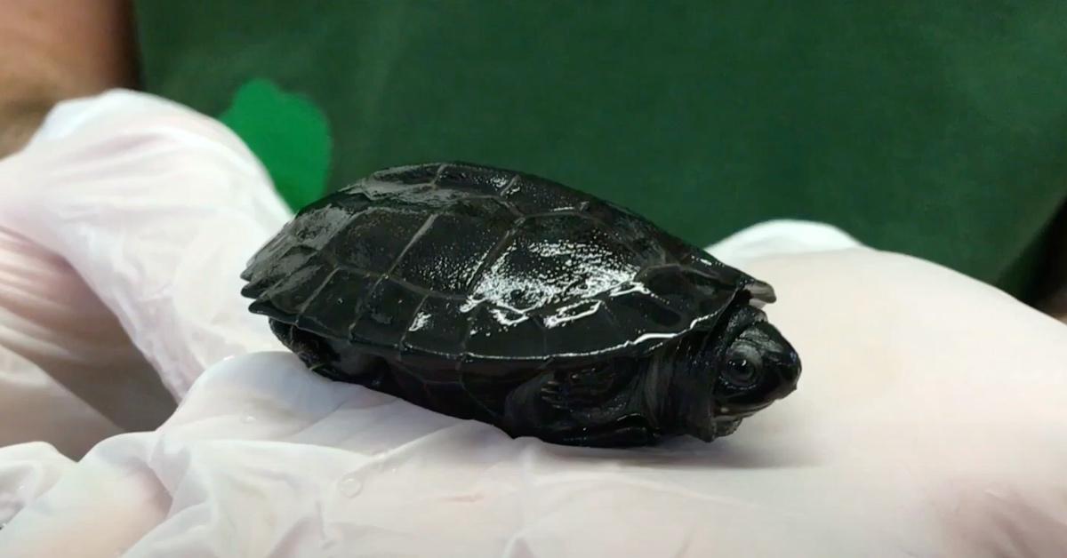 Zoologist holding a black marsh turtle in a rubber gloved hand.