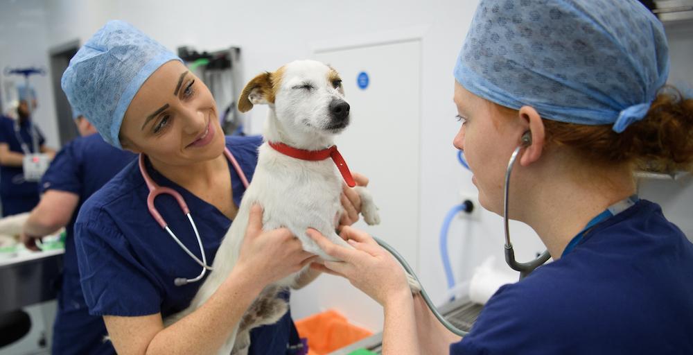 Dog at the Vet