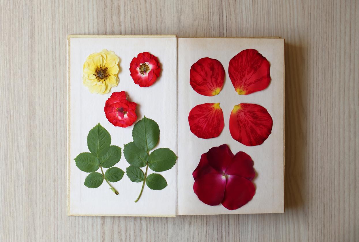 Red and yellow petals on an open book page.