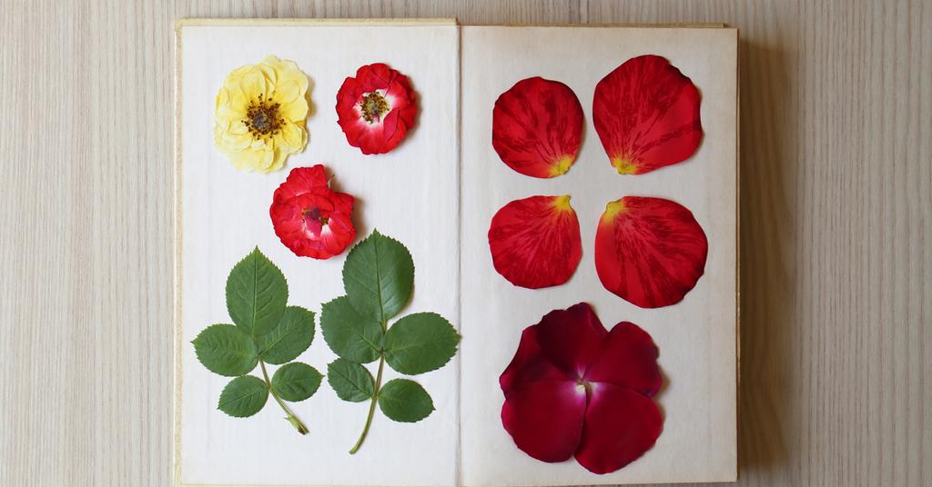 A StepbyStep Guide to Pressing Flowers for Framing