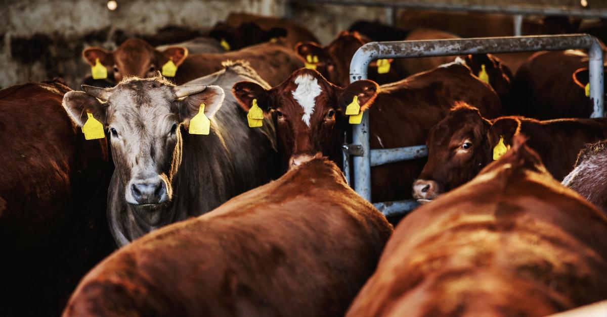 Beef cattle in a barn. 