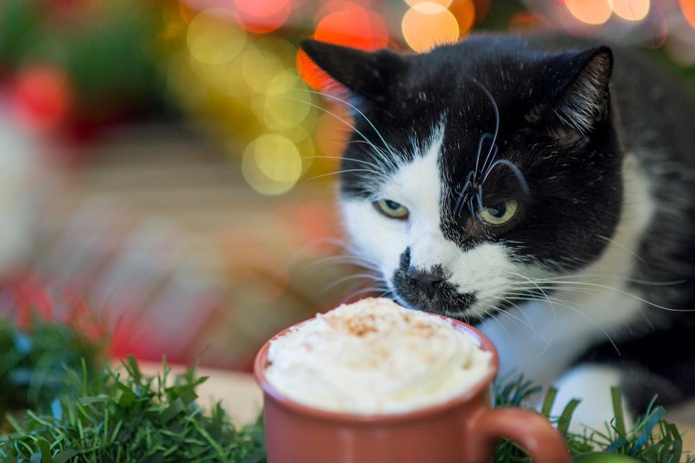 A black and white cat tasting a hot chocolate topped with whipped cream.